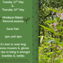 Invasive Non Native Species removal